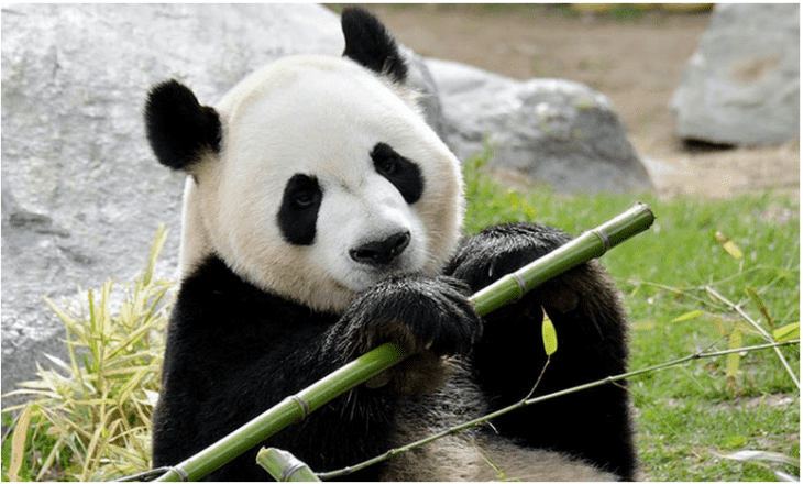 Groupon Canada Offers: Get 40% Off Toronto Zoo Admission Tickets! - Hot